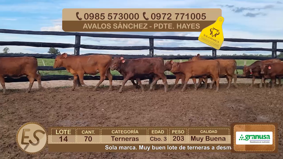 Lote Lote 14