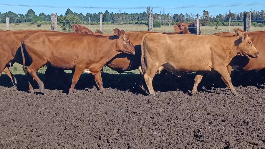 Lote 16 Vacas CUT preñadas en Corrientes, Mocoretá