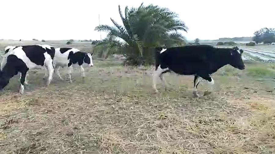 Lote 20 Novillos HOLANDOS a remate en PANTALLA CAMY 270kg - , San José