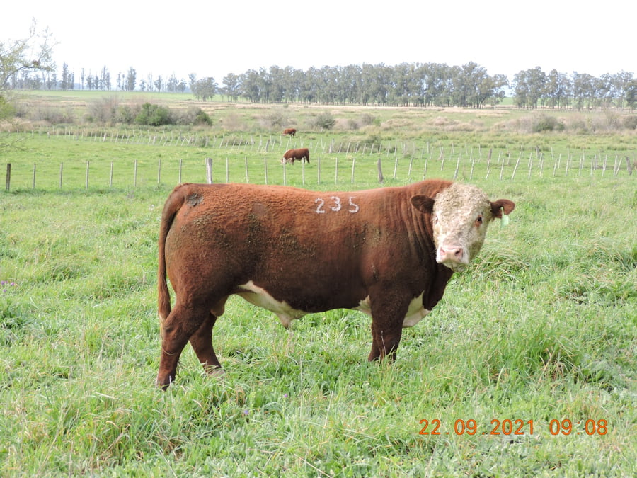 Lote RP 235 - CABAÑA EL TORIL