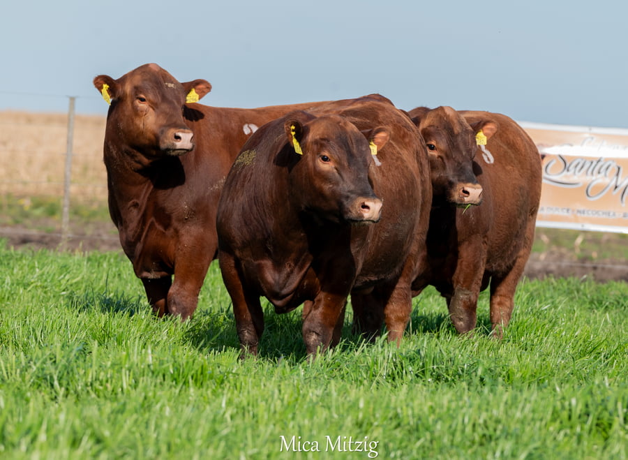 Lote TORO ANGUS P.C.