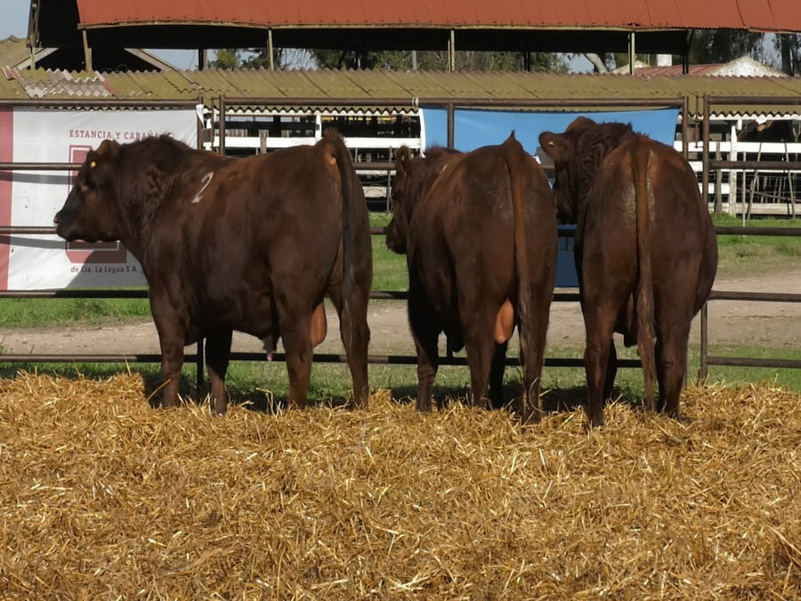 Lote TOROS ANGUS COLORADOS PC