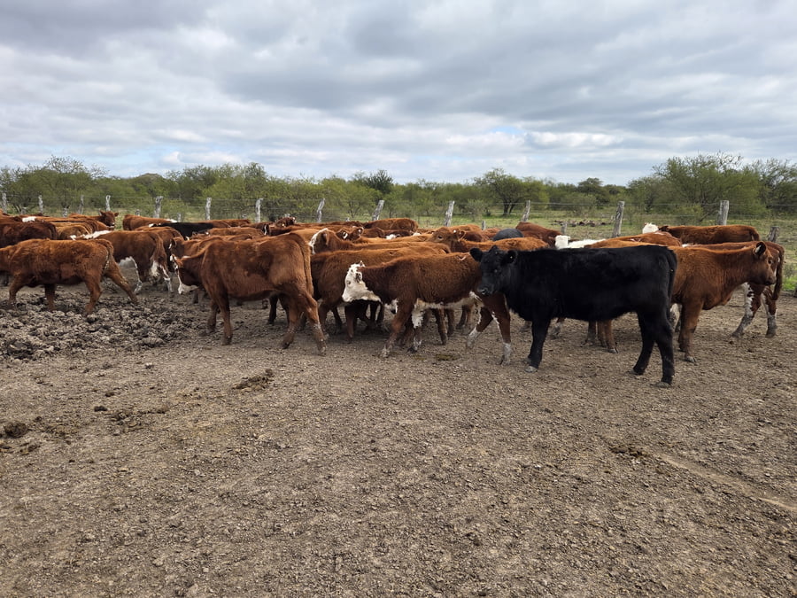 Lote 110 Terneras en Corrientes, Curuzu Cuatia