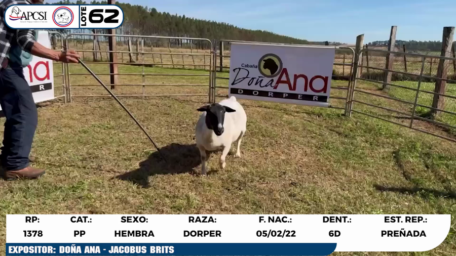 Lote LOTE 62
