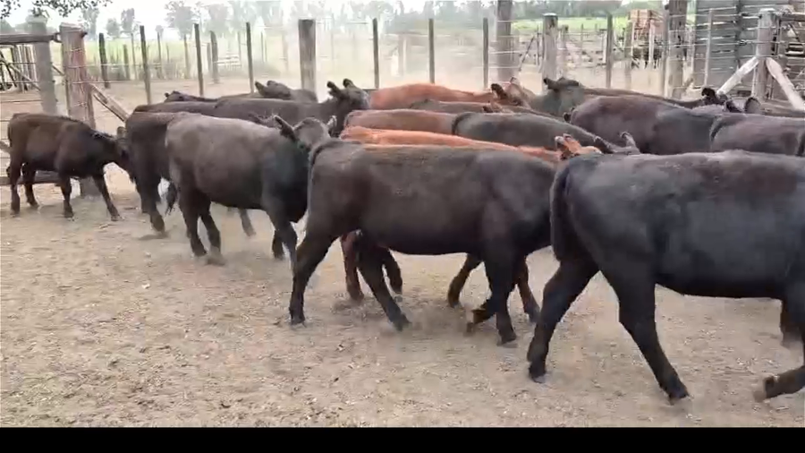Lote 50 Terneros