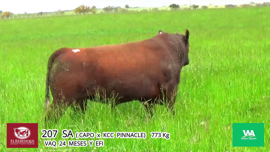 Lote Toros a remate en Angus el Rebenque  en Asociación Rural de Florida