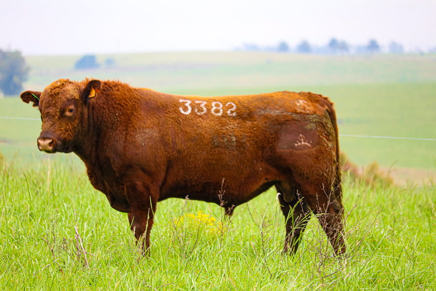Lote ABERDEEN ANGUS SA -  Angus COLORADOS