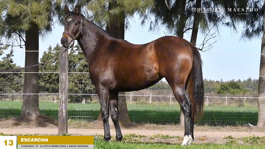Lote ESCARCHA