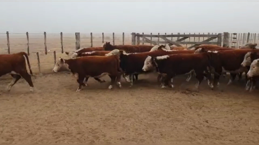 Lote 70 TERNS. HEMBRAS, LA CESIRA, PCIA. DE CORDOBA