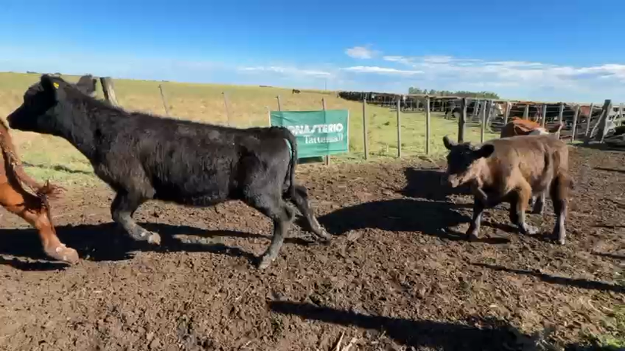 Lote 30 Terneros en Buenos Aires, Daireaux