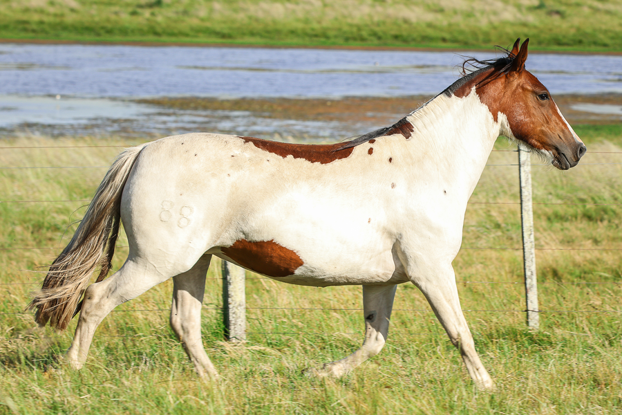 Lote CATANDUVA JABAJAAJA