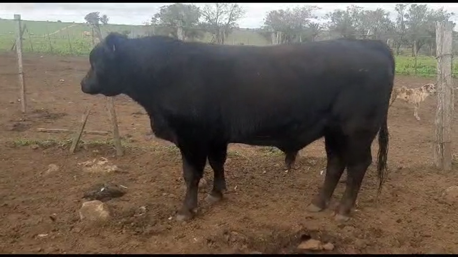 Lote 1 toro Angus servicio
