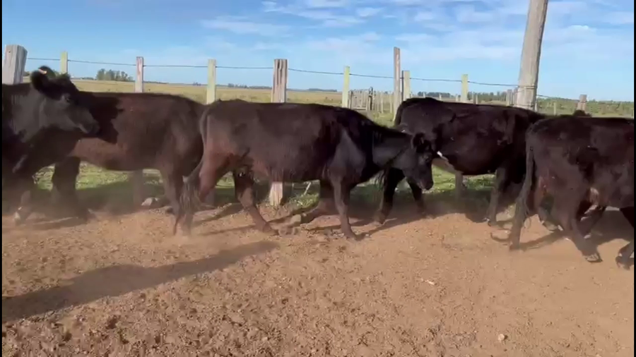 Lote VIENTRES ENTORADOS