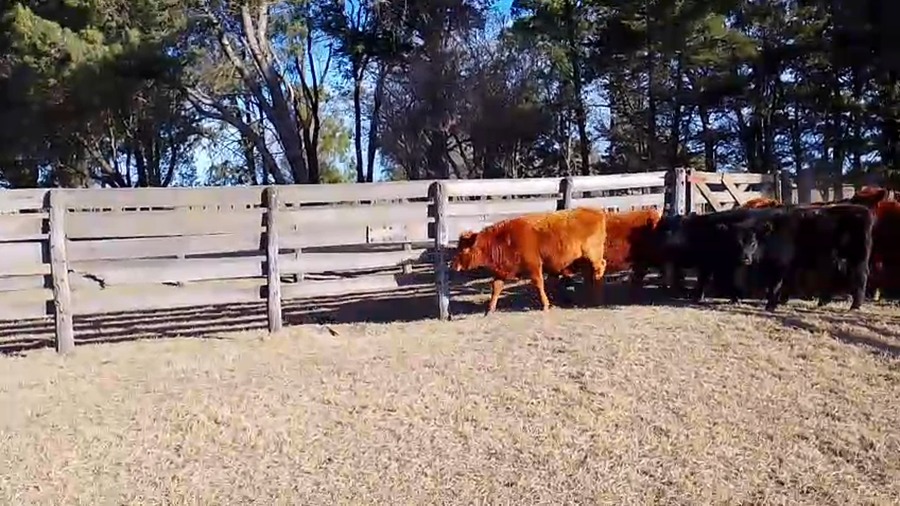 Lote 22 Terneros/as en Pellegrini