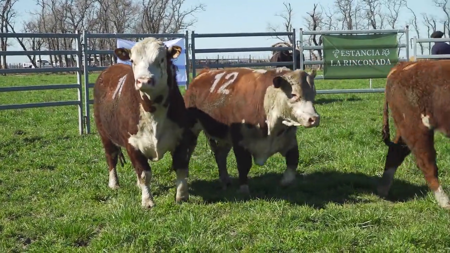 Lote Toros HEREFORD