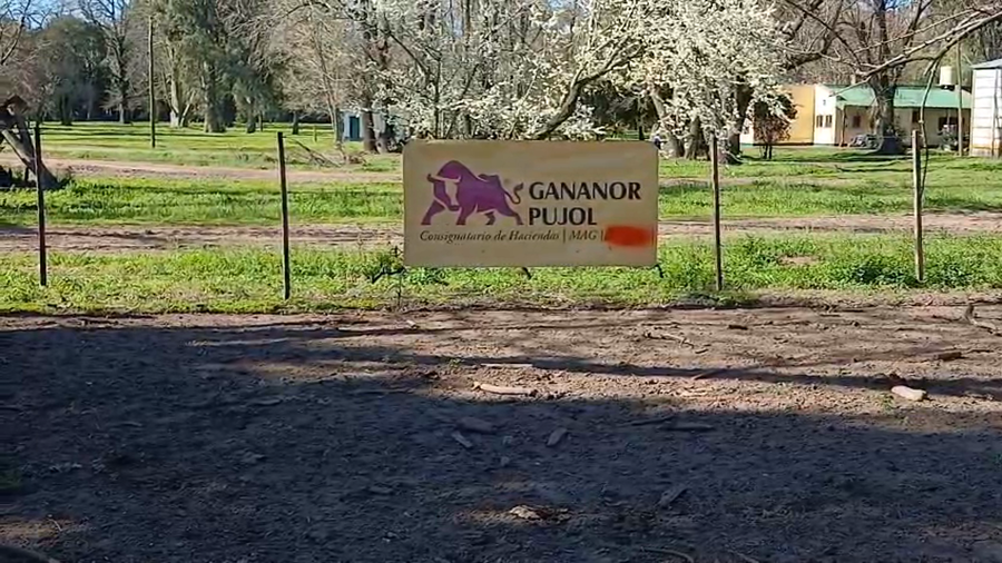Lote 40 Terneros en Buenos Aires, Los Toldos