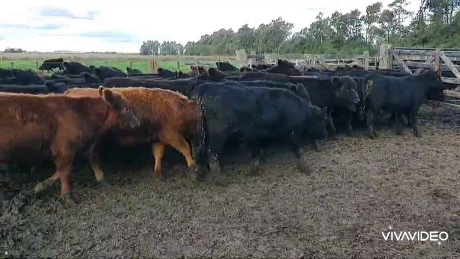 Lote 63 Terneros en Brandsen, Buenos Aires