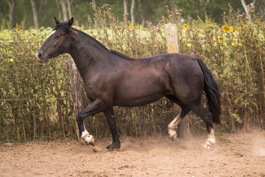 Lote PERDIDA DE FIERRO