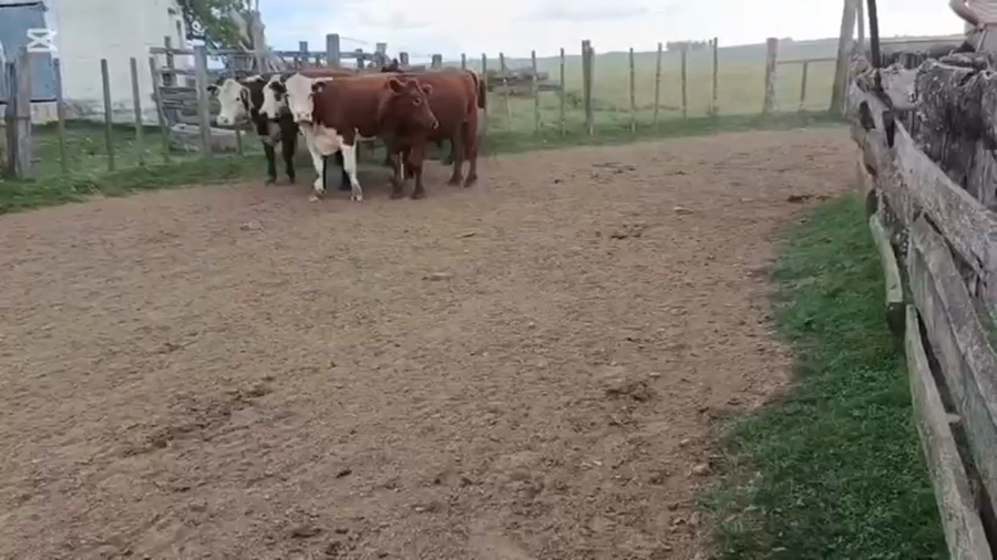 Lote 110 Novillos 2 a 3 años