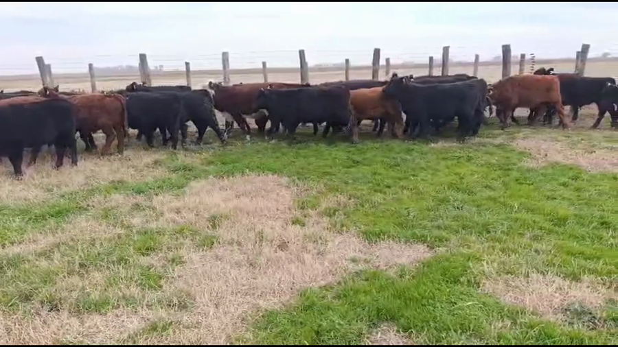 Lote 40 Terneros