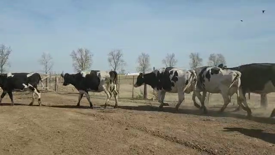 Lote Est. Don Osvaldo - Produccion