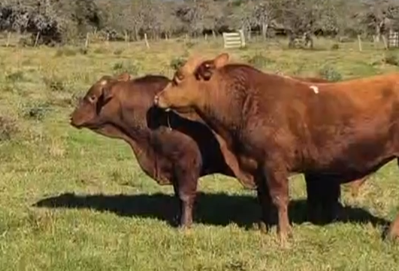 Lote TOROS BRANGUS "LA NIÑA"