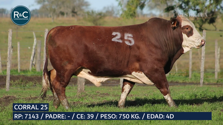 Lote Toro Braford