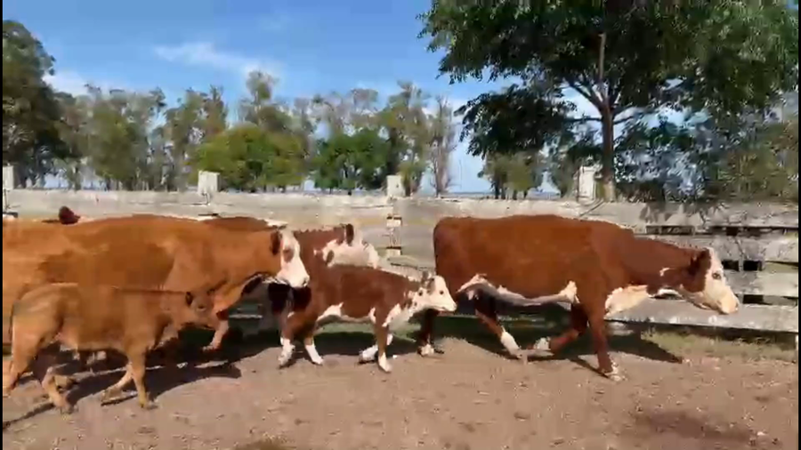 Lote 76 Piezas de cría en Retamoza, Lavalleja