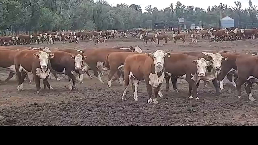 Lote 35 VACAS