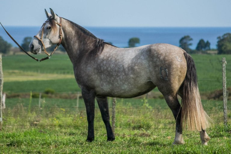 Lote CONSTANCIA PENCA 1629