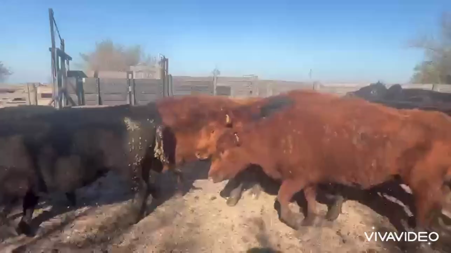 Lote 32 Vacas medio uso C/ gtia de preñez