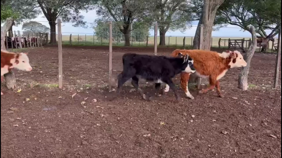 Lote TERNEROS Y TERNERAS