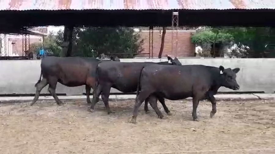 Lote VAQUILLONAS PI PREÑADAS