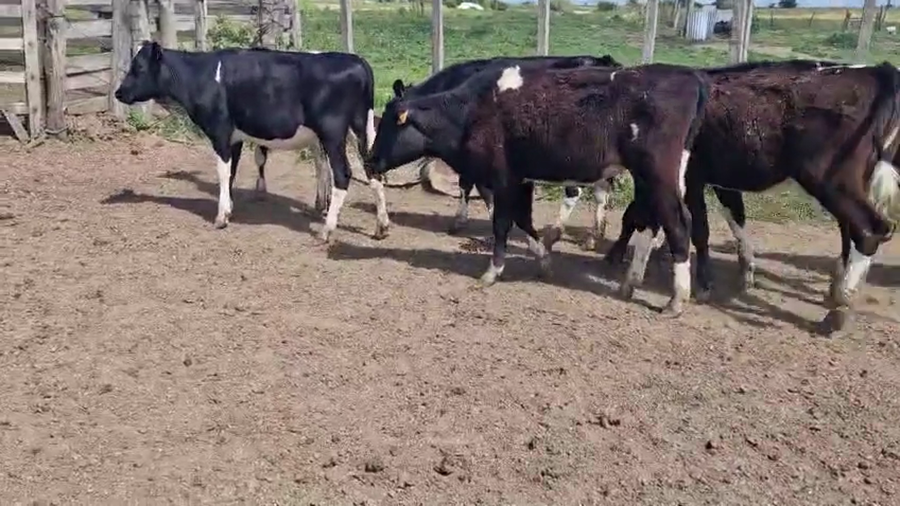 Lote 10 Terneras a remate en Pantalla Camy 150kg - , San José