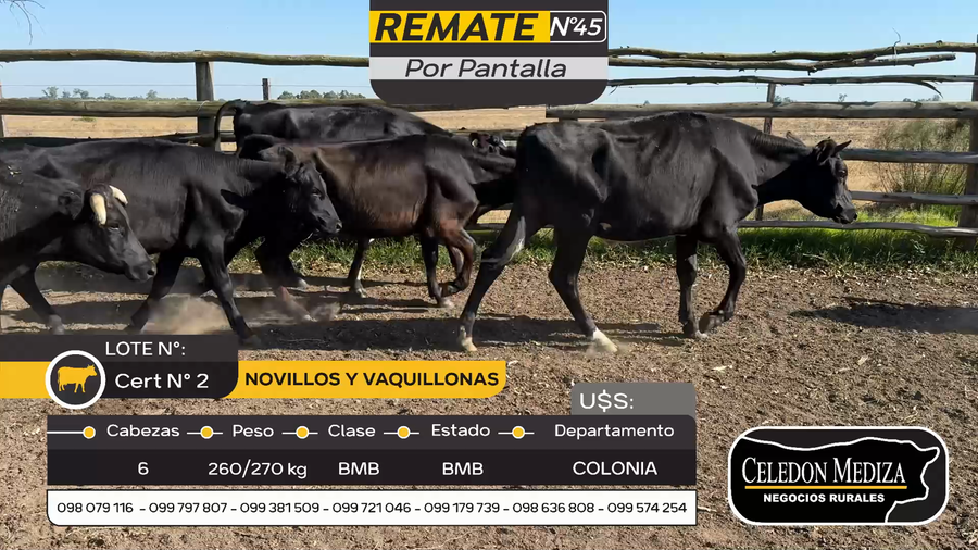 Lote 6 Novillos y vaquillonas 1 a 2 años en Colonia