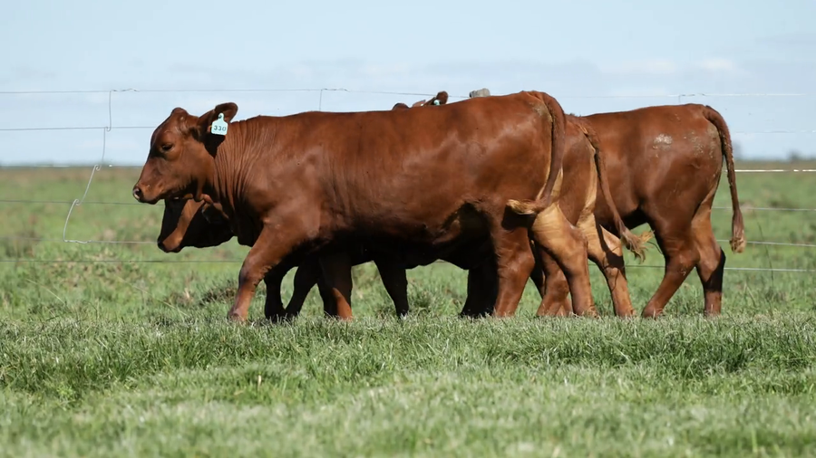 Lote Vaquilla Para Servicio