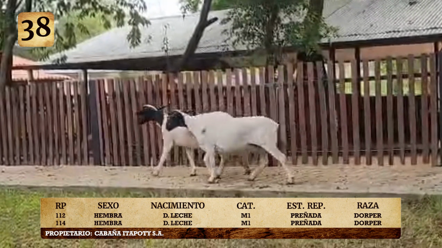 Lote LOTE 38