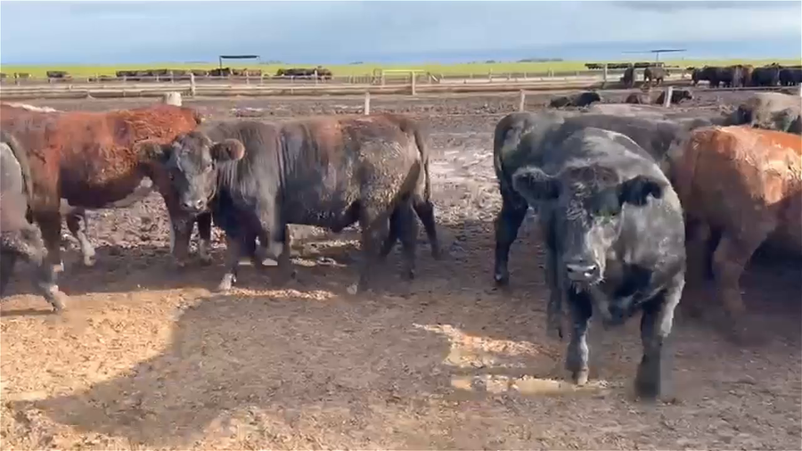 Lote 41 NOVILLOS ESPECIALES DE FEEDLOT