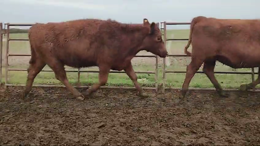 Lote 45 Vaquillonas C/ gtia de preñez en Ceibas, Entre Ríos