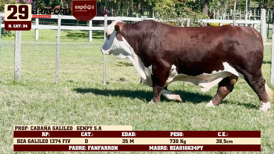 Lote LOTE 29