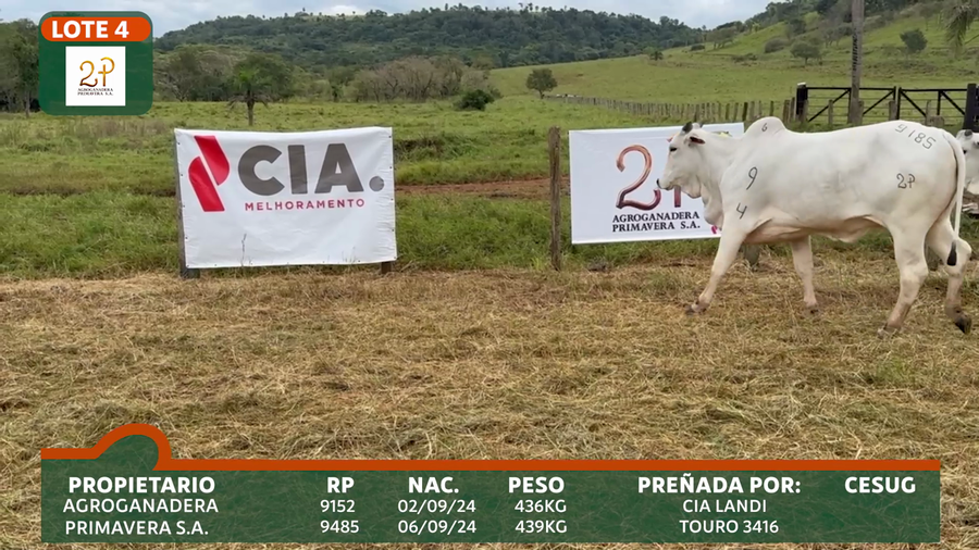 Lote 2P PRIMAVERA