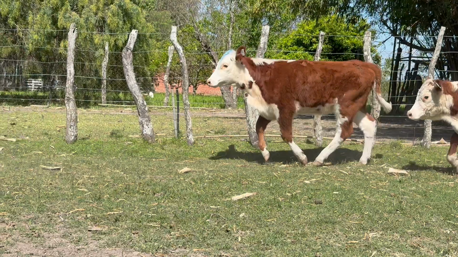Lote 16 Terneras en Corrientes, Curuzú-Cuatiá