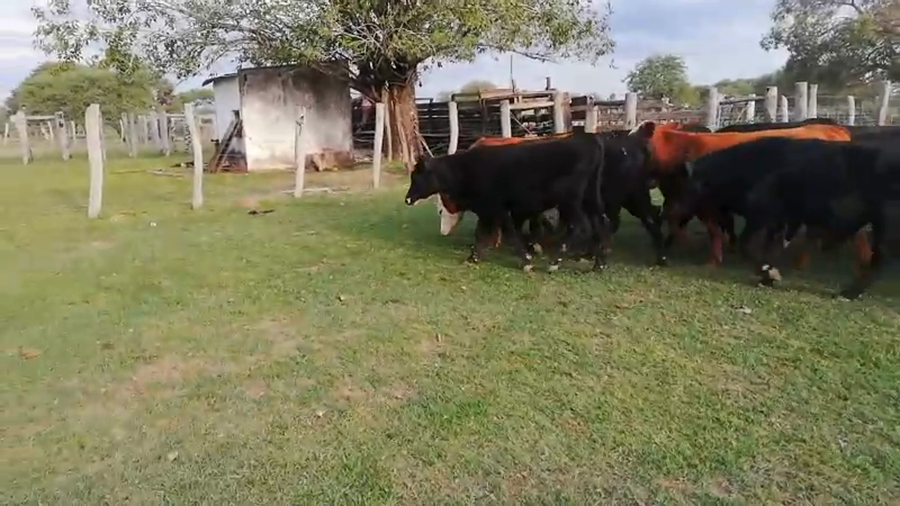 Lote 100 Terneros en Federal, Entre Ríos