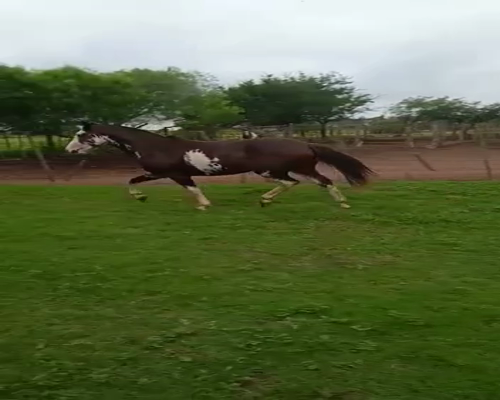 Lote 1 PADRILLO OVERO, JUAREZ CELLMAN CORDOBA