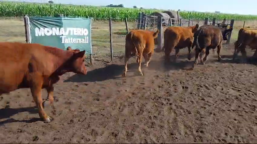 Lote 70 Terneros/as en Huanguelen