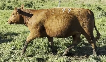 Lote Vaquillona LA Base