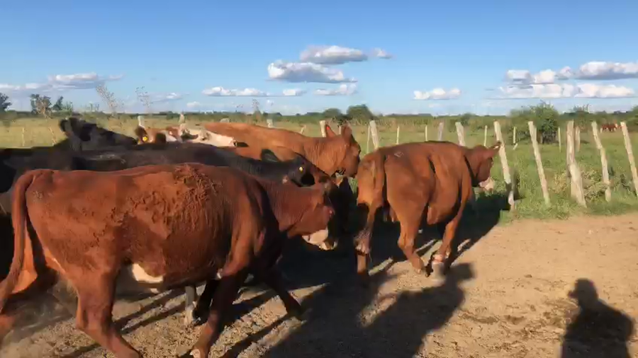 Lote 45 Vacas de invernar