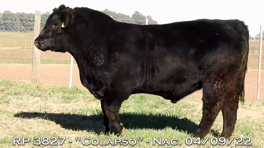 Lote TOROS PUROS DE PEDIGREE