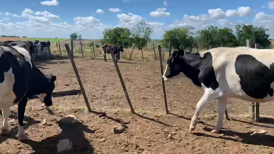 Lote 2 Vaquillonas Holando