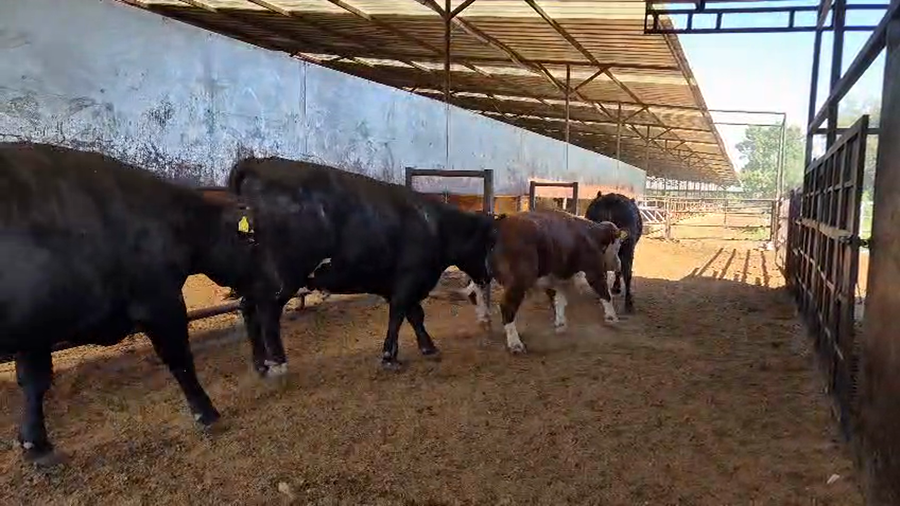 Lote 20 Novillo Gordo en Linares, VII  Región Maule